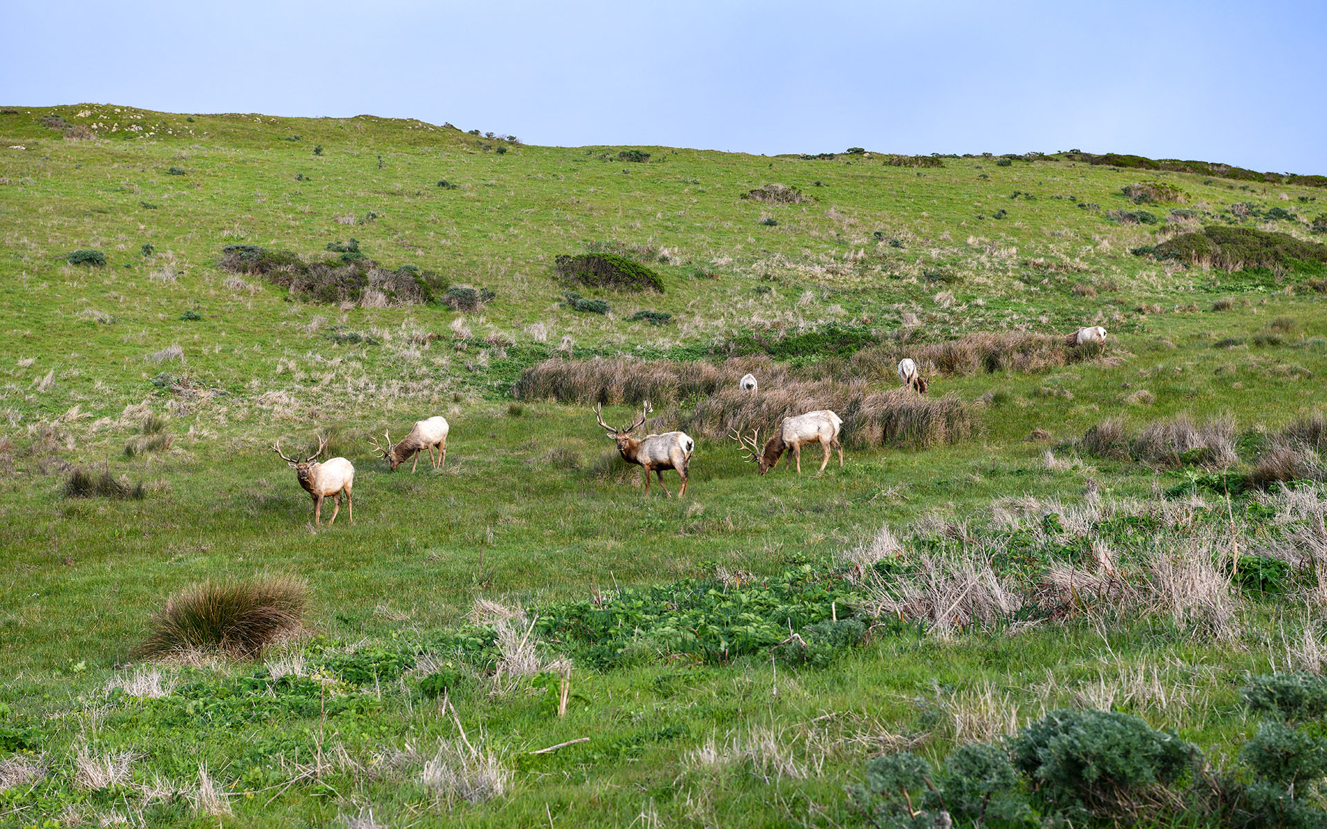 2020.02_Tomales-Point-Trail_Point-Reyes-National-Seashore_California_USA_09