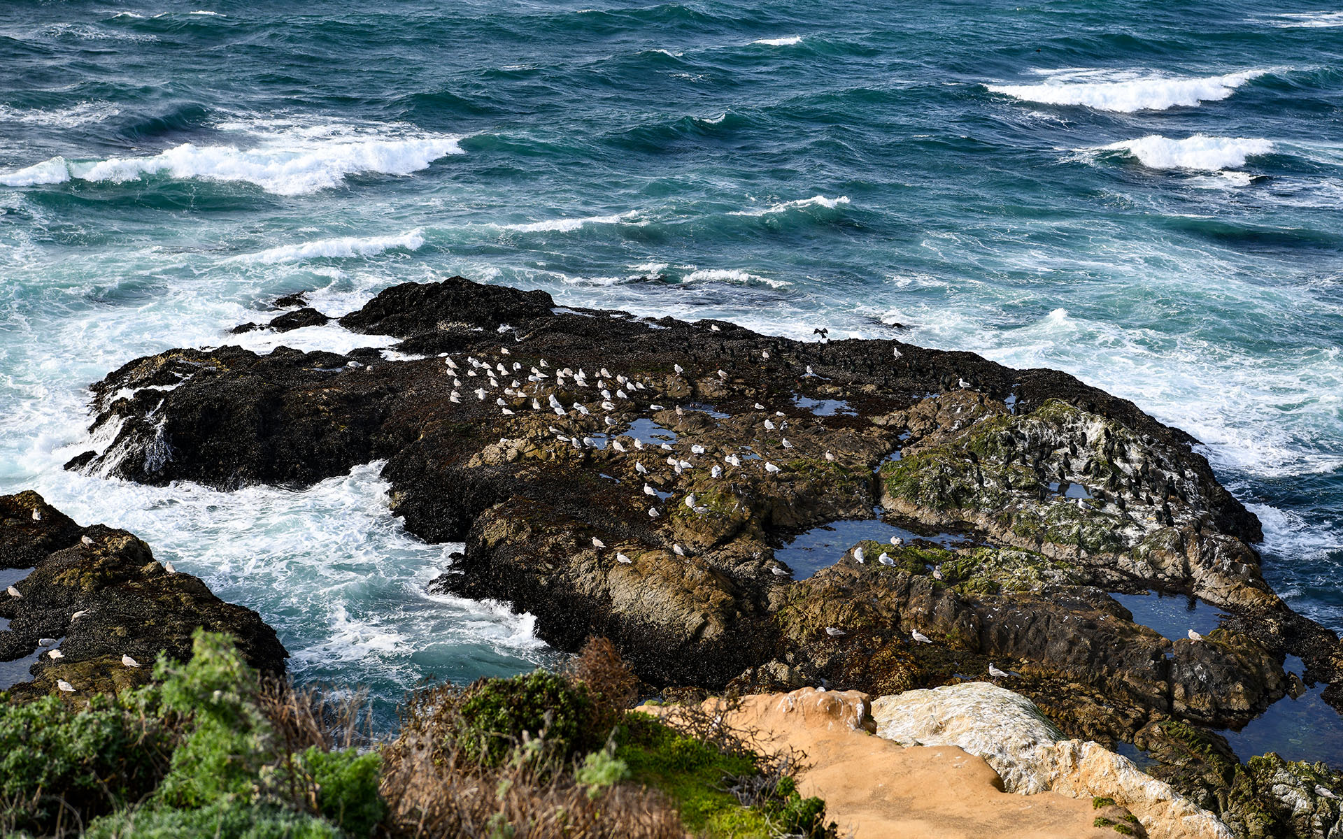 2020.02_Tomales-Point_Point-Reyes-National-Seashore_California_USA_06
