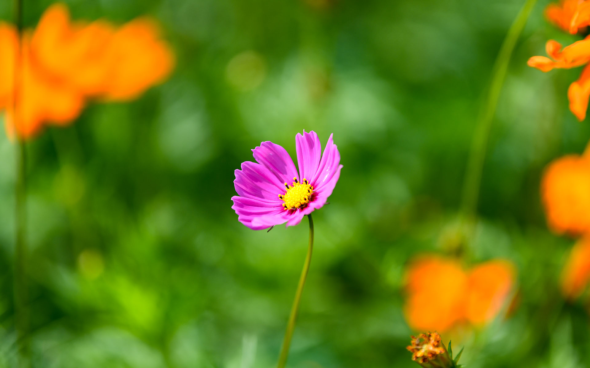 2021.06_Flowers_Deyang_Sichuan_China_01