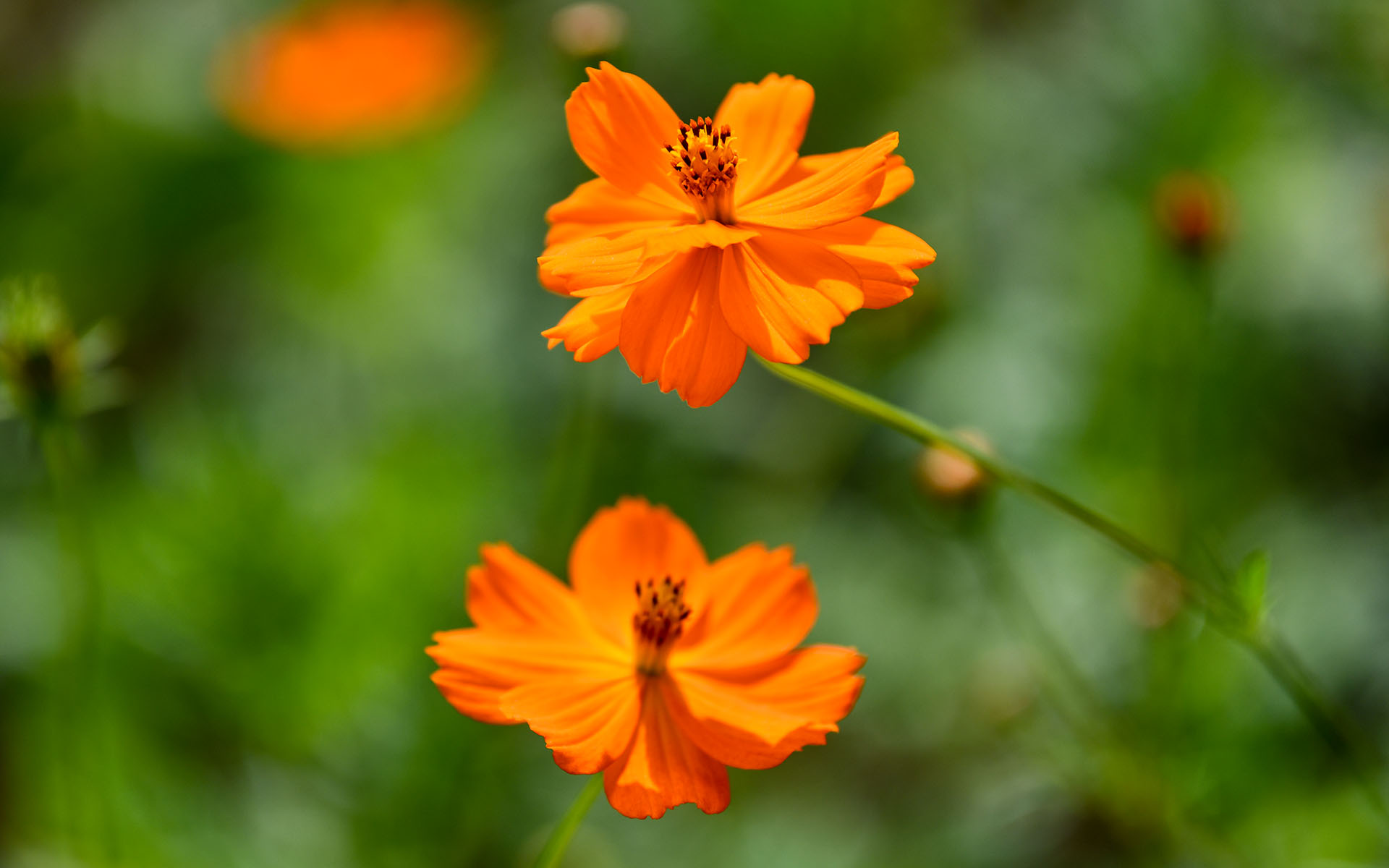 2021.06_Flowers_Deyang_Sichuan_China_02