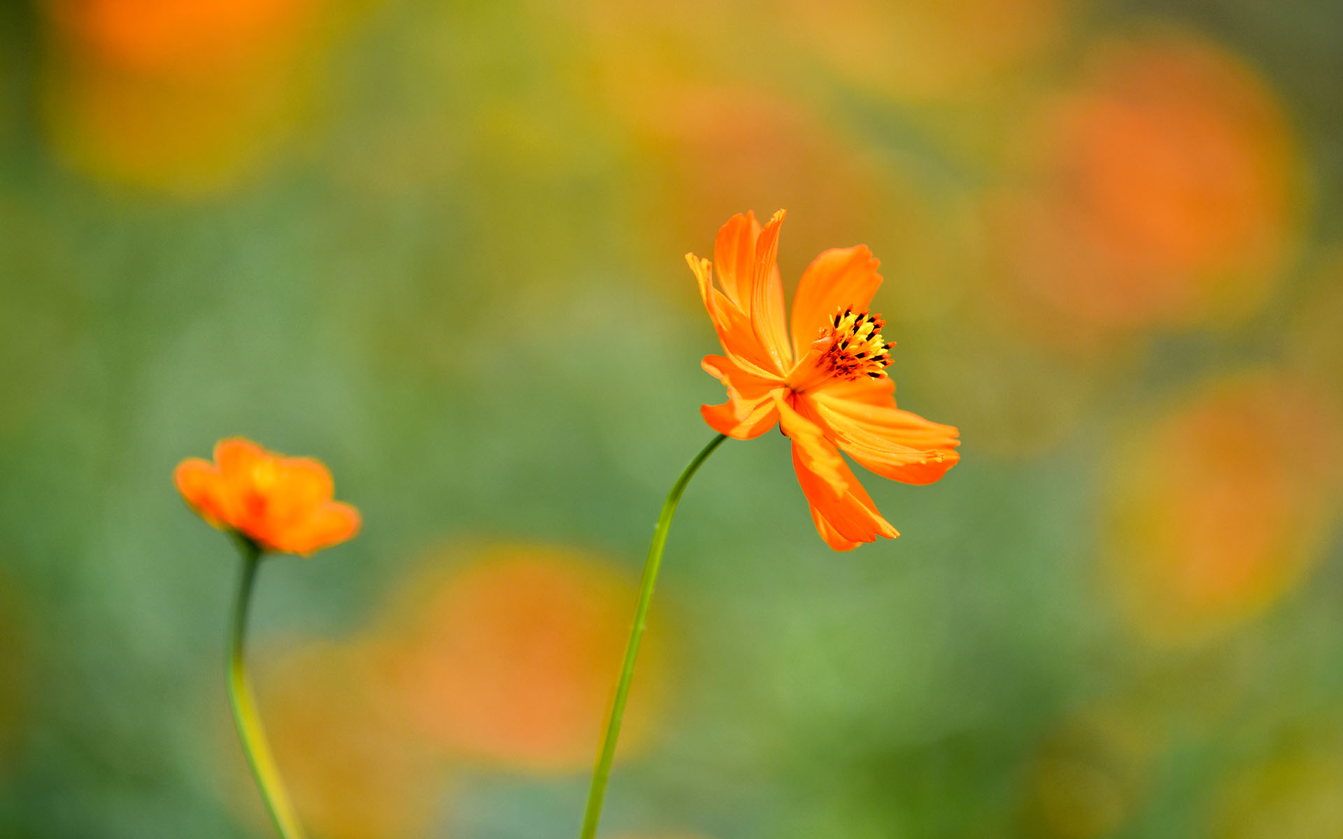 2021.06_Flowers_Deyang_Sichuan_China_03