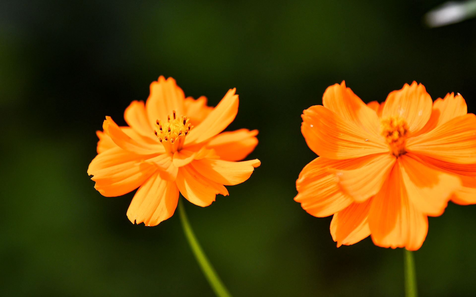 2021.06_Flowers_Deyang_Sichuan_China_05