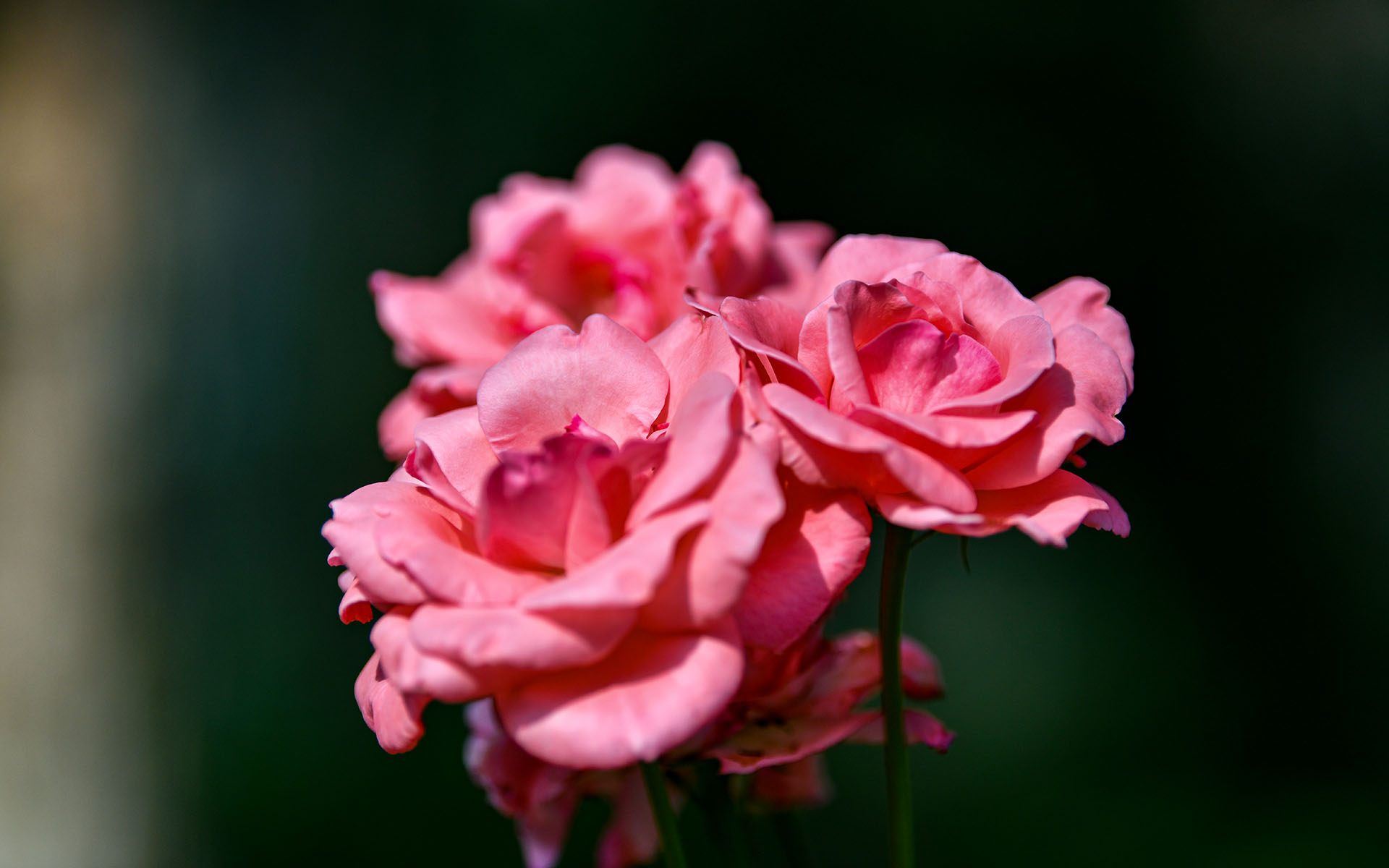 2021.06_Flowers_Deyang_Sichuan_China_06