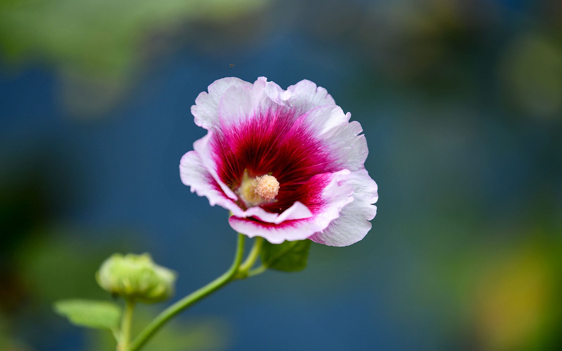 2021.06_Flowers_Deyang_Sichuan_China_07