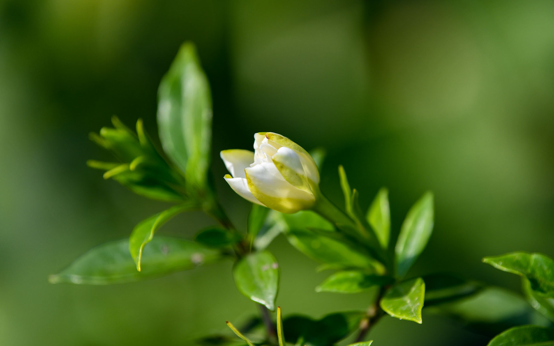2021.06_Flowers_Deyang_Sichuan_China_08