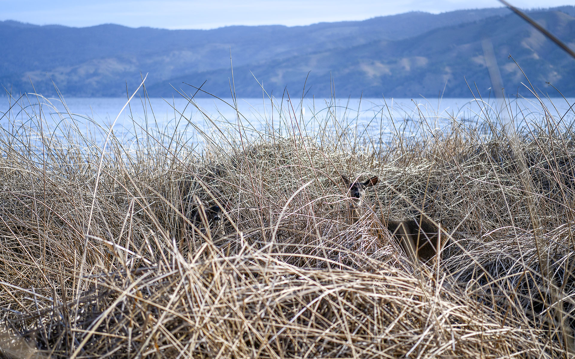 2022.03_Clear-Lake-State-Park_California_USA_07