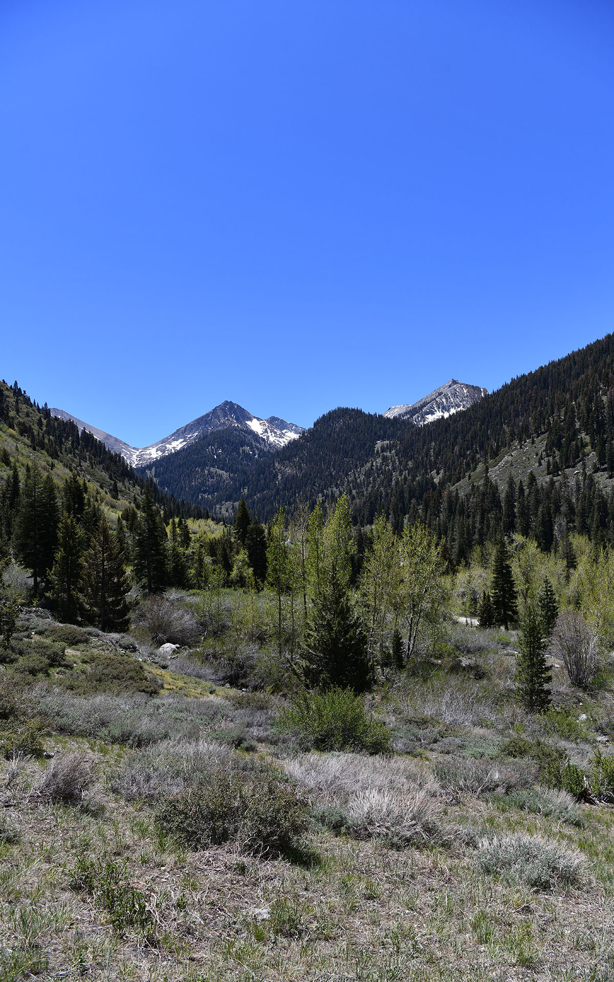 2022.05_Mineral-King-Valley_Mineral-King_Sequoia-%26-Kings-Canyon-National-Park_California_USA_06