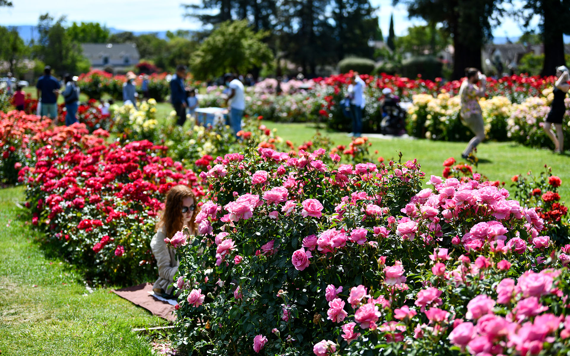 2022.05_Municipal-Rose-Garden_San-Jose_California_USA_01