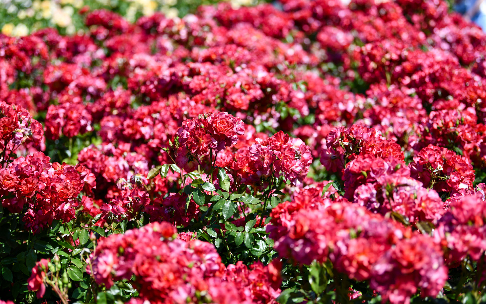 2022.05_Municipal-Rose-Garden_San-Jose_California_USA_02