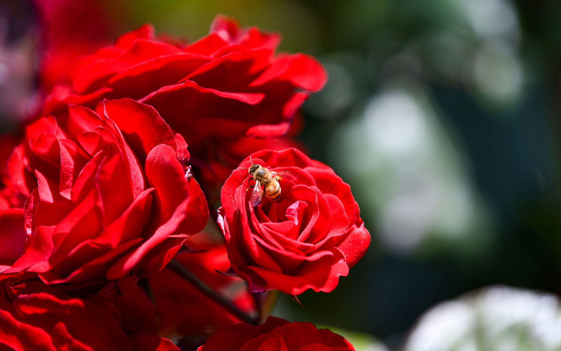 2022.05_Municipal-Rose-Garden_San-Jose_California_USA_04