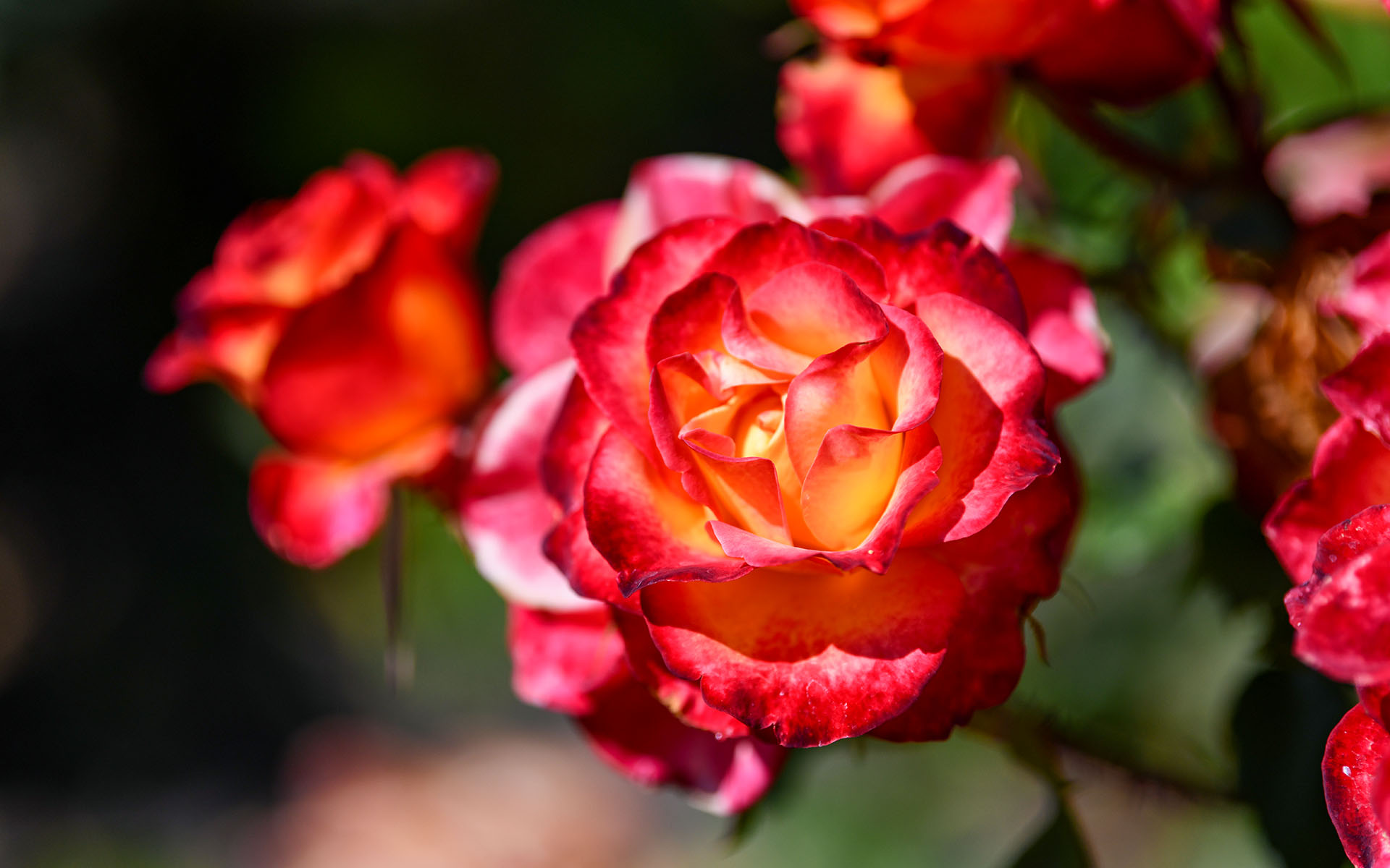 2022.05_Municipal-Rose-Garden_San-Jose_California_USA_05