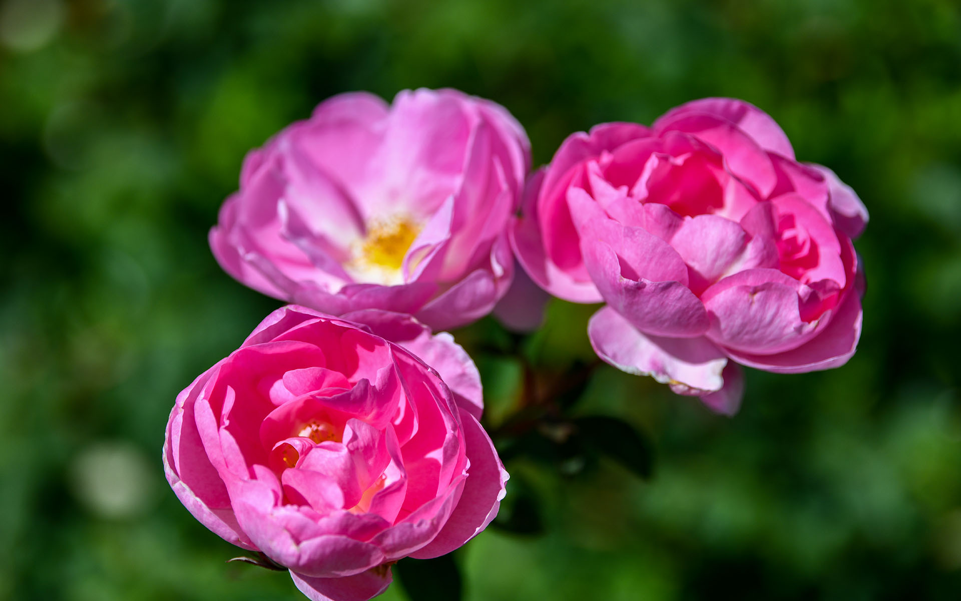 2022.05_Municipal-Rose-Garden_San-Jose_California_USA_06