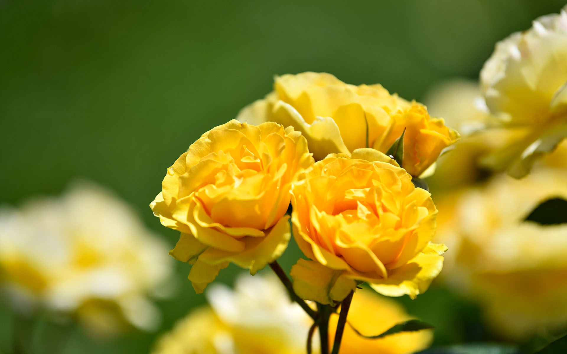 2022.05_Municipal-Rose-Garden_San-Jose_California_USA_07