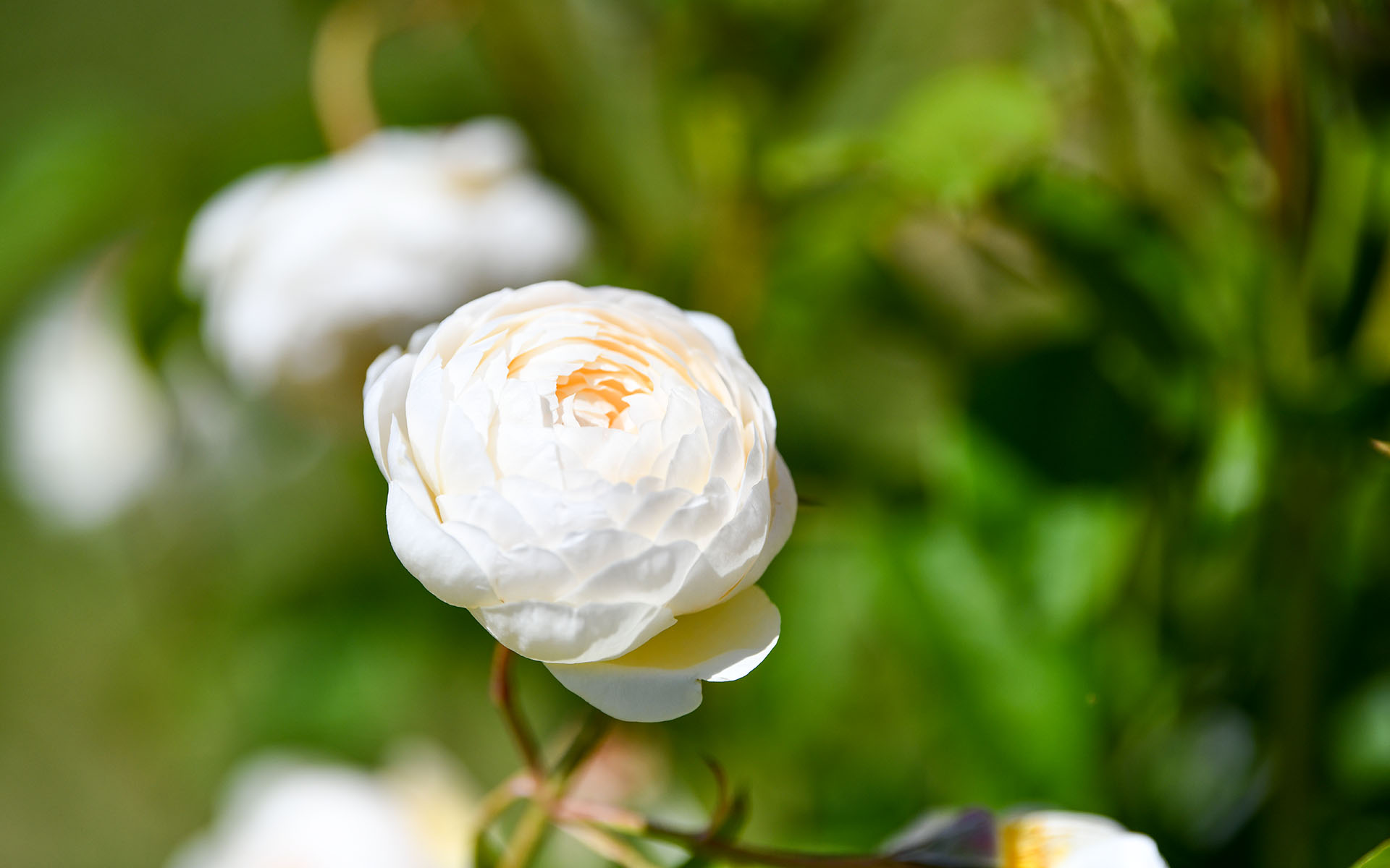 2022.05_Municipal-Rose-Garden_San-Jose_California_USA_08