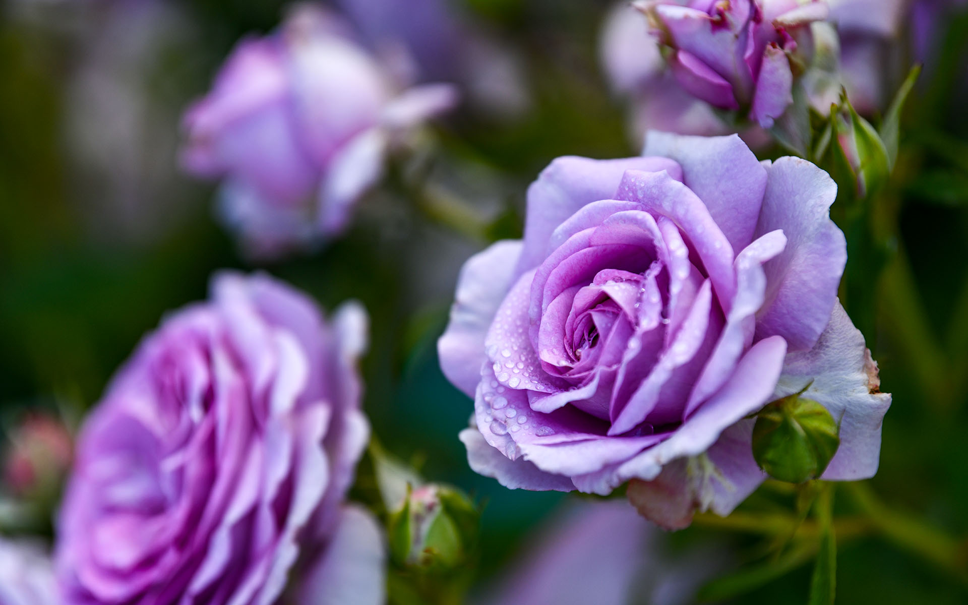 2022.05_Municipal-Rose-Garden_San-Jose_California_USA_09