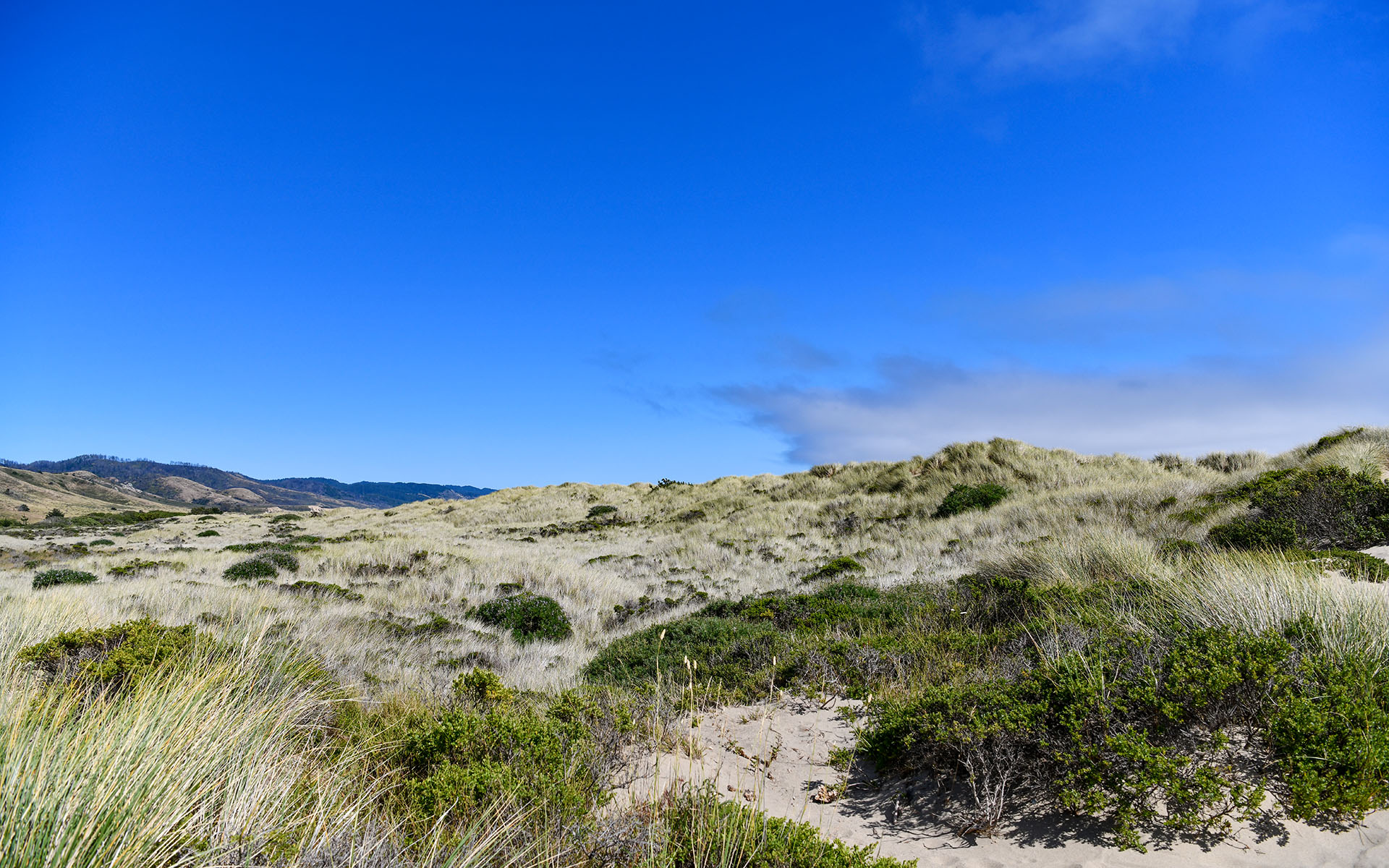 2022.06_Limantour-Beach_Point-Reyes-National-Seashore_California_USA_02