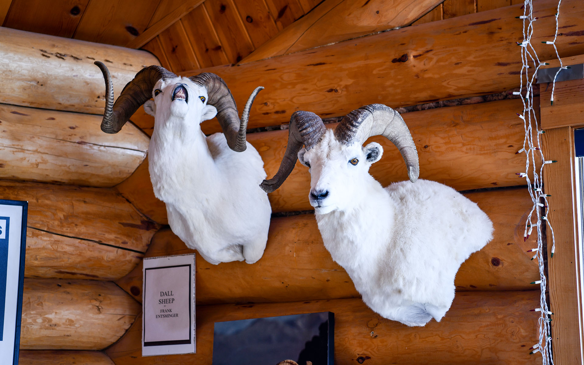 2022.07_Visitor-Center_Tok_Alaska_USA_08