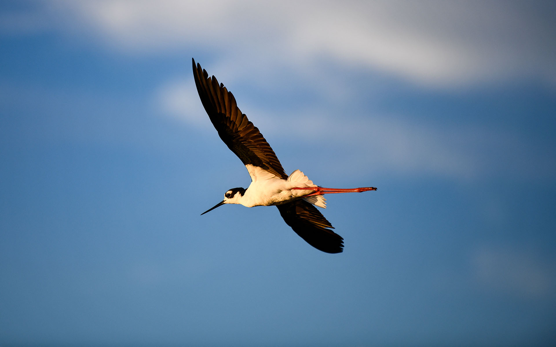 2022.08_Birds_Don-Edwards-San-Francisco-Bay-National-Wildlife-Refuge_California_USA_01
