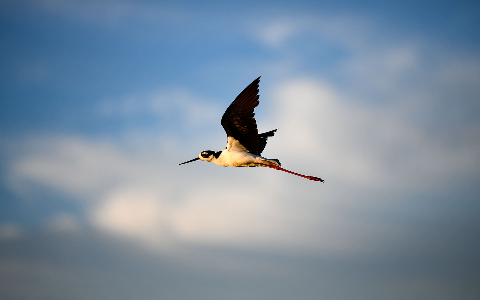 2022.08_Birds_Don-Edwards-San-Francisco-Bay-National-Wildlife-Refuge_California_USA_02