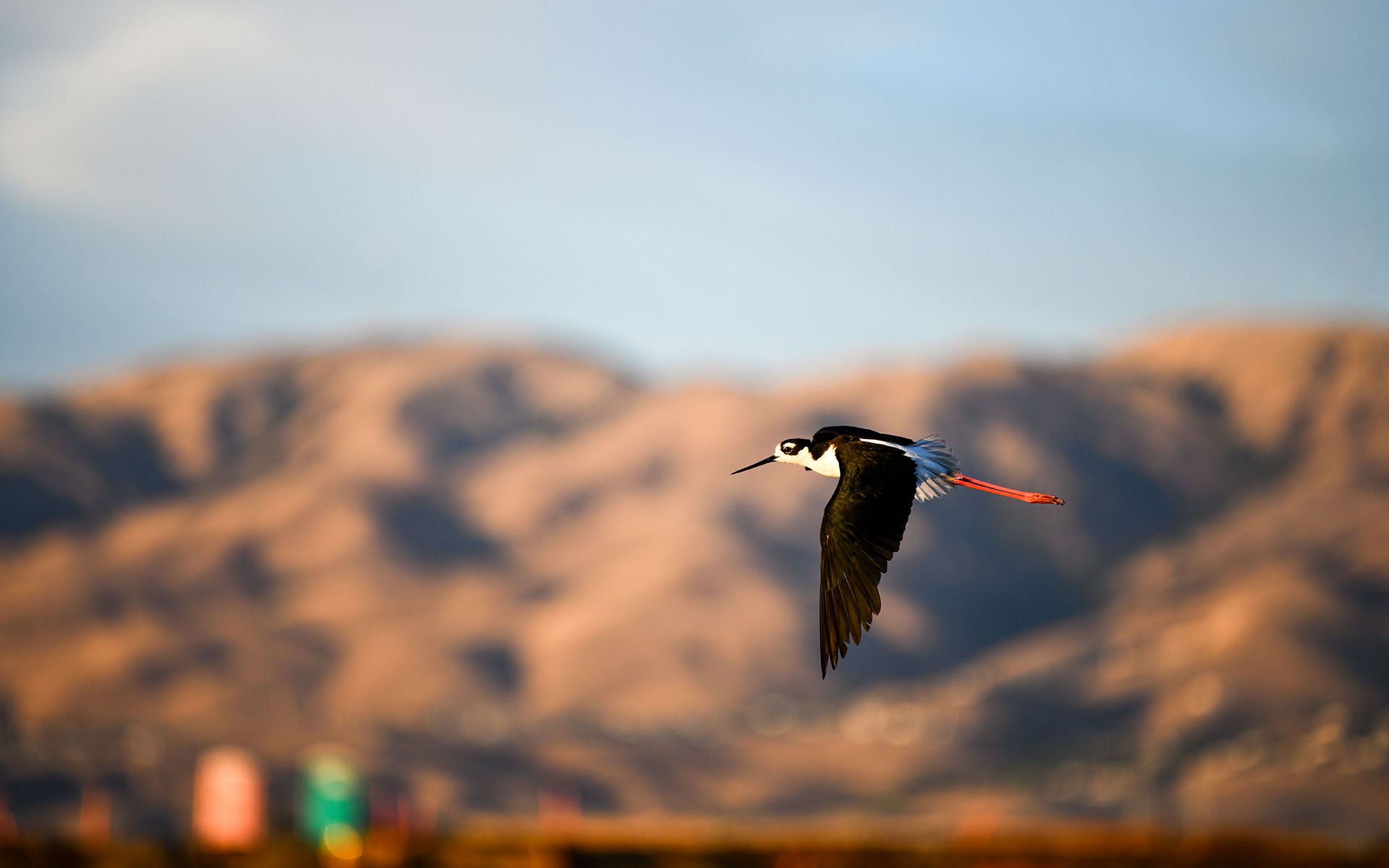 2022.08_Birds_Don-Edwards-San-Francisco-Bay-National-Wildlife-Refuge_California_USA_03