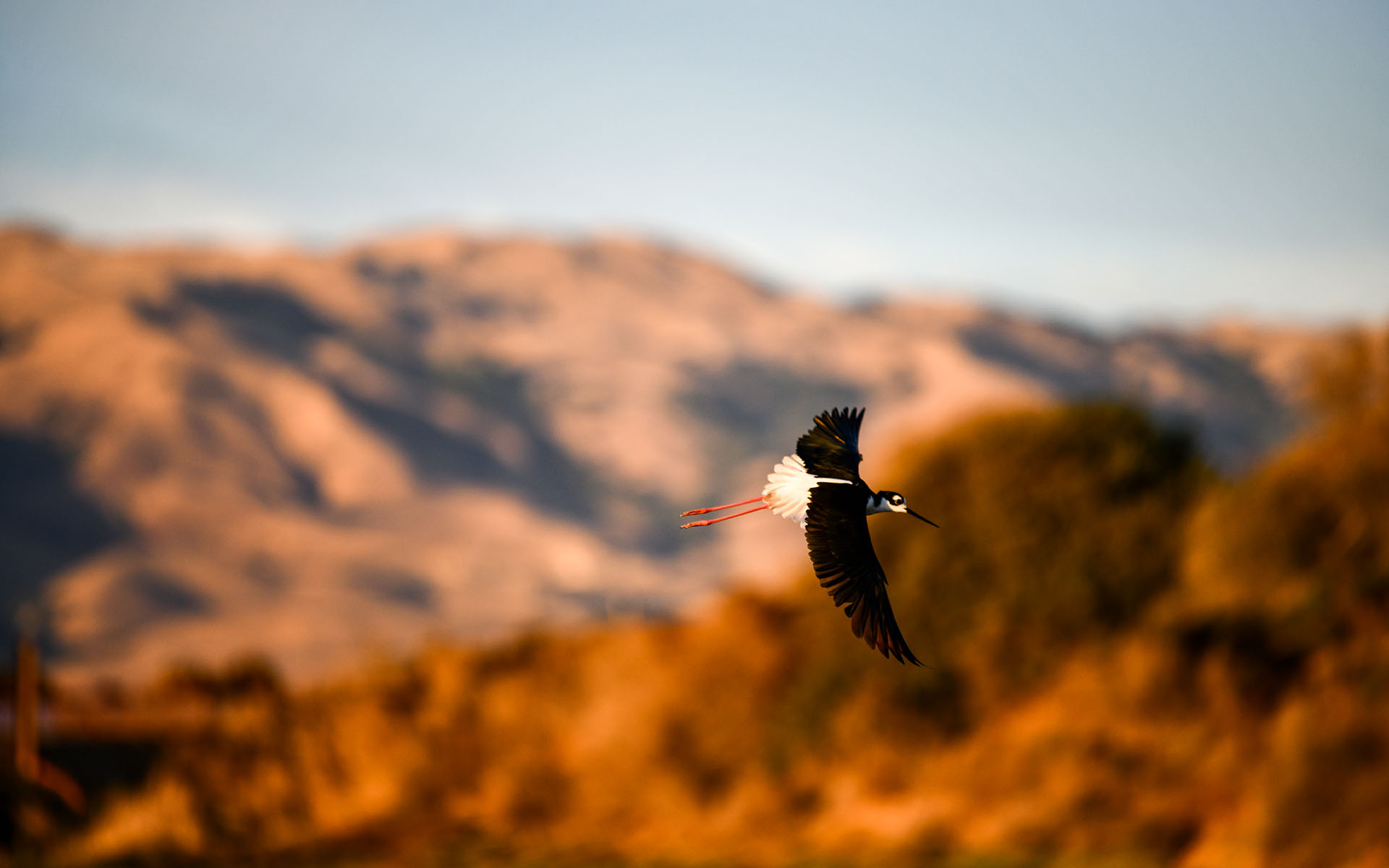 2022.08_Birds_Don-Edwards-San-Francisco-Bay-National-Wildlife-Refuge_California_USA_04