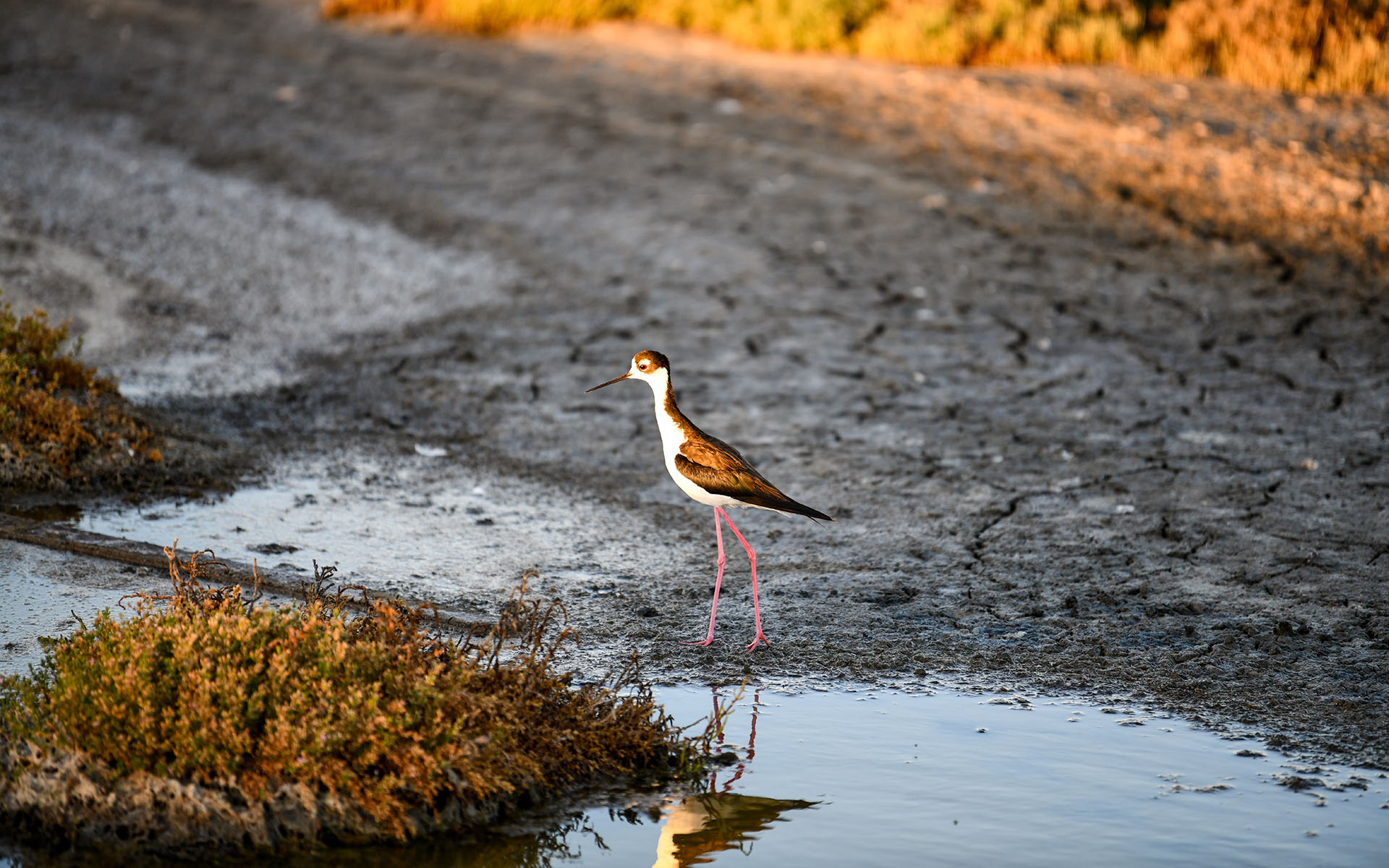 2022.08_Birds_Don-Edwards-San-Francisco-Bay-National-Wildlife-Refuge_California_USA_05