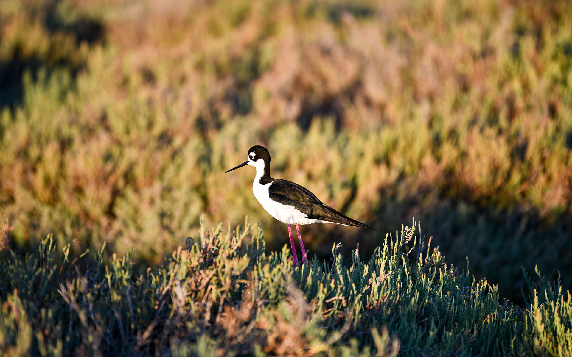 2022.08_Birds_Don-Edwards-San-Francisco-Bay-National-Wildlife-Refuge_California_USA_06