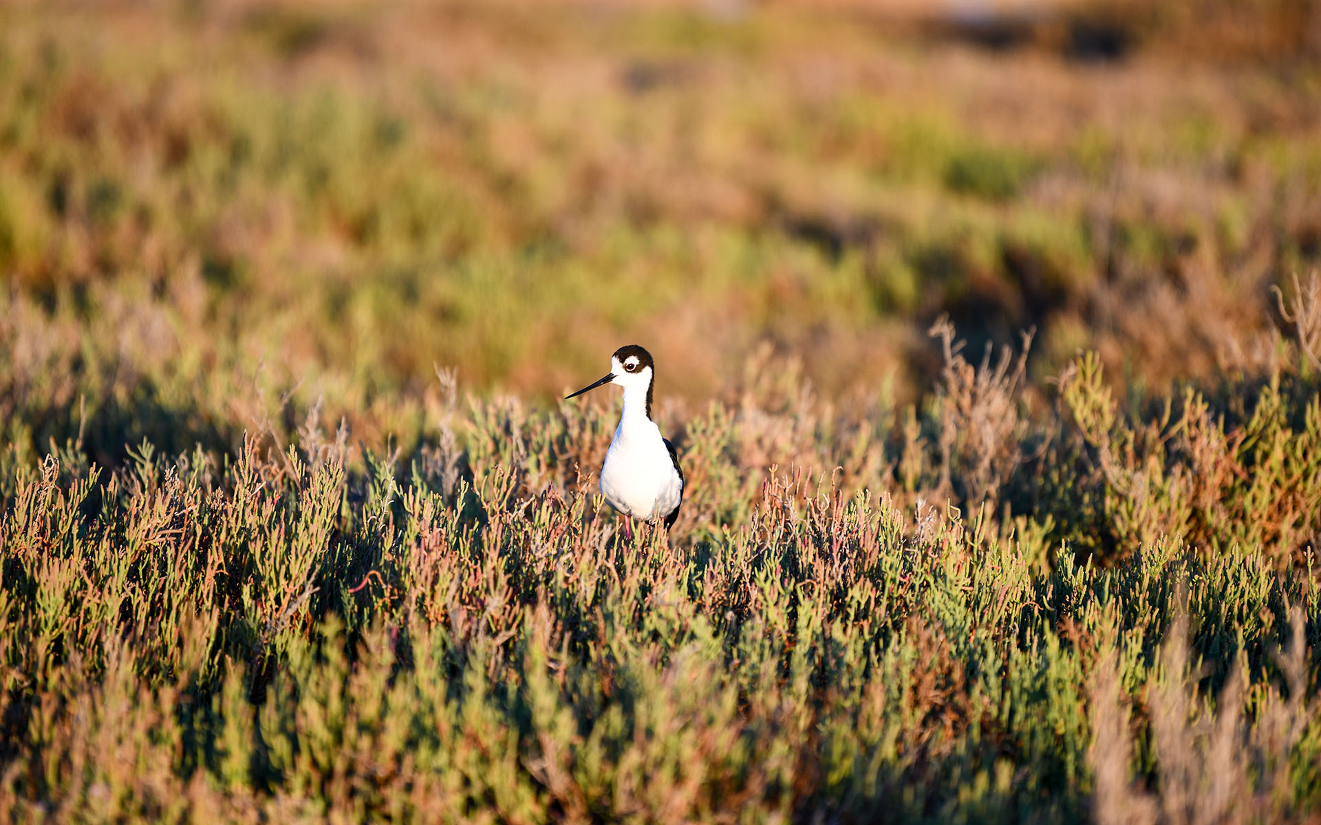 2022.08_Birds_Don-Edwards-San-Francisco-Bay-National-Wildlife-Refuge_California_USA_07