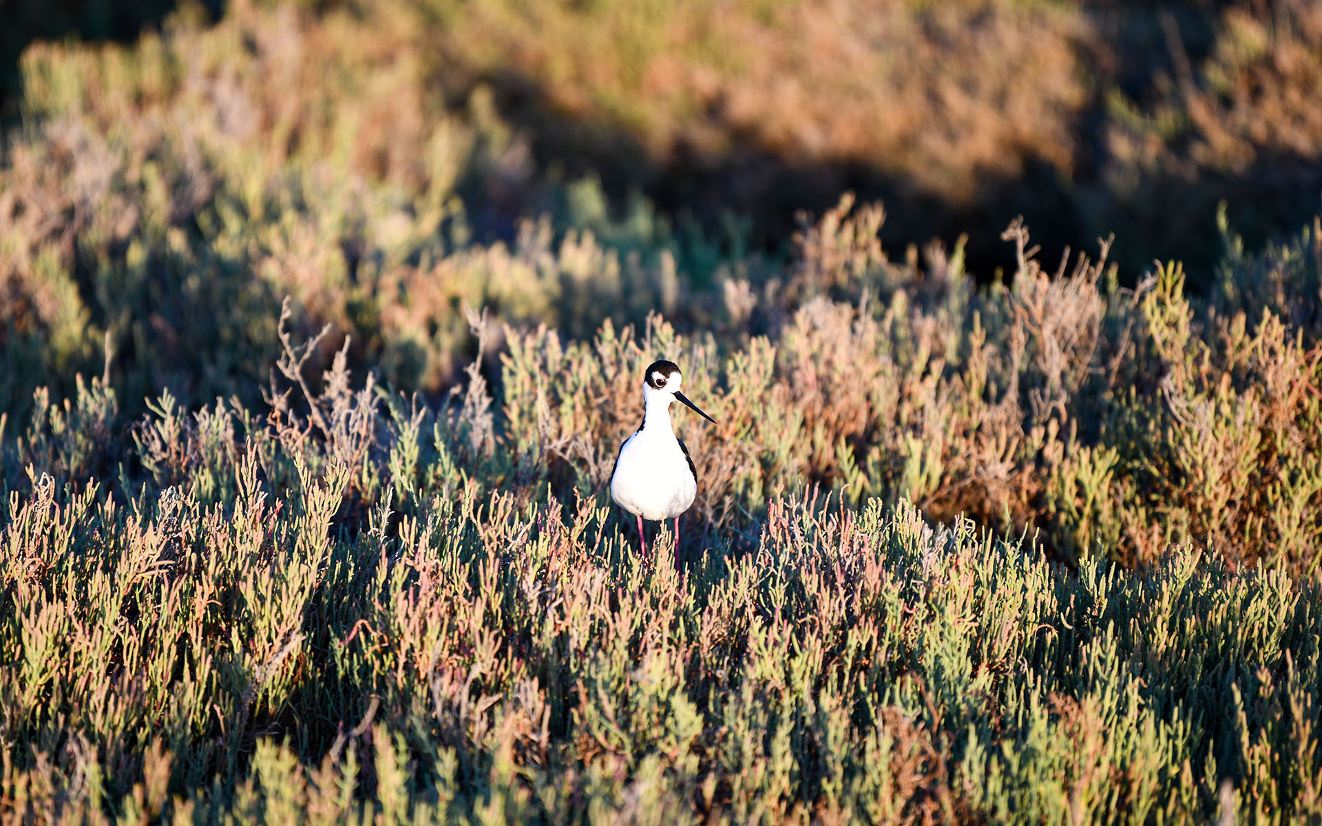 2022.08_Birds_Don-Edwards-San-Francisco-Bay-National-Wildlife-Refuge_California_USA_09