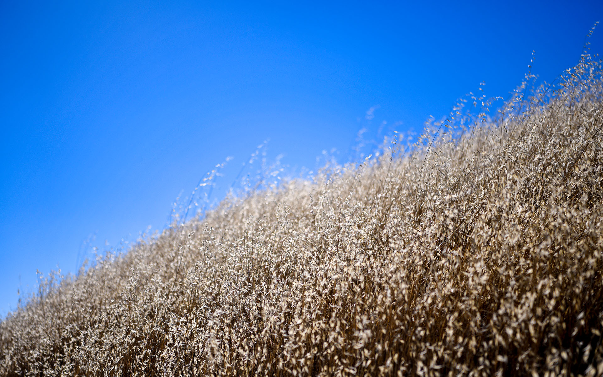 2022.08_Russian-Ridge-Open-Space-Preserve_Redwood-City_California_USA_07