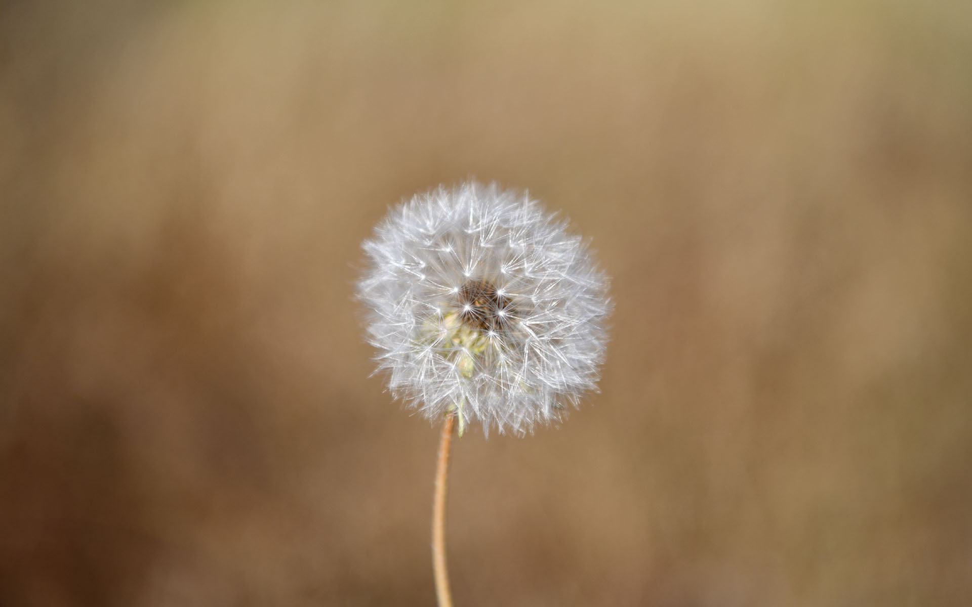 2022.08_Russian-Ridge-Open-Space-Preserve_Redwood-City_California_USA_08