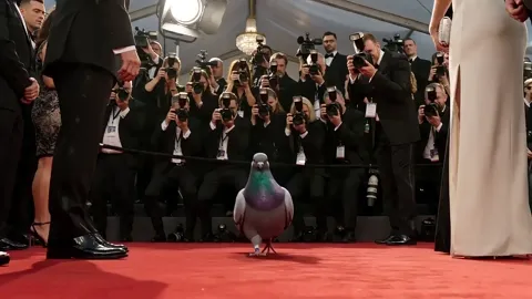 Preview for commercial prompt by @sebatheepan