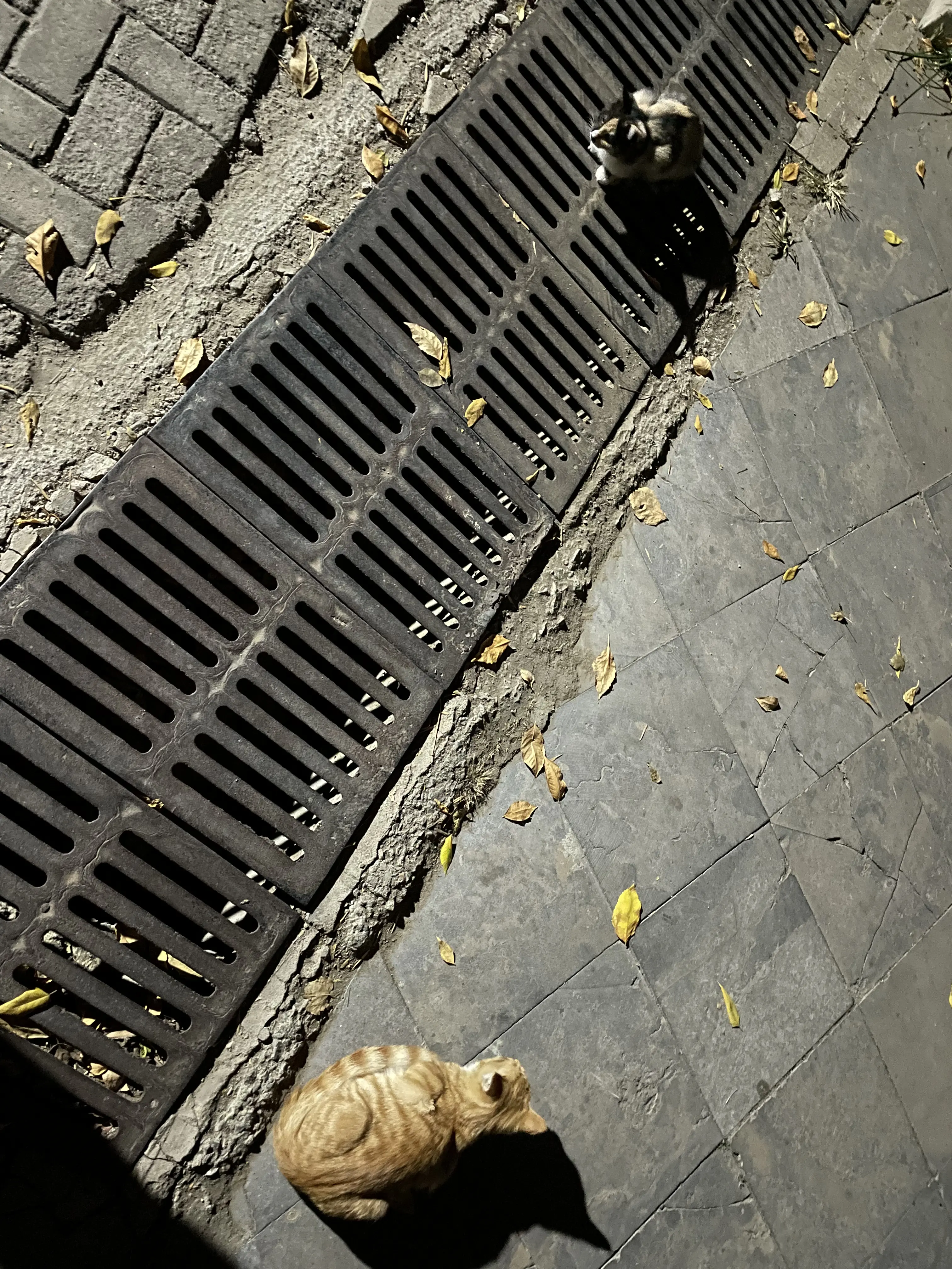 04f2b96034fef0b12125bb467108863