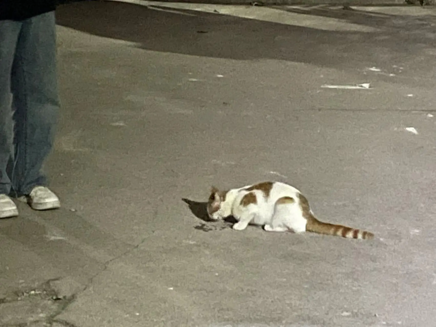 dbbb45bef1bdd9511297711797596aa