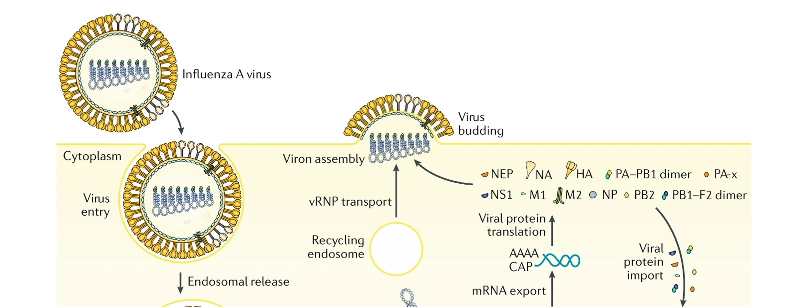 Influenza