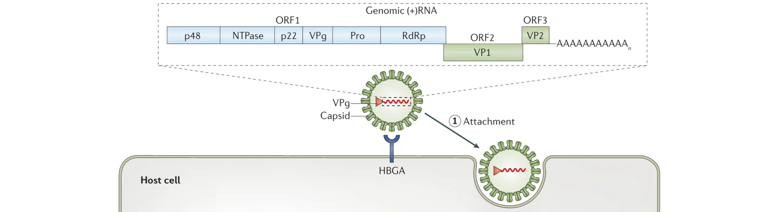 Norovirus
