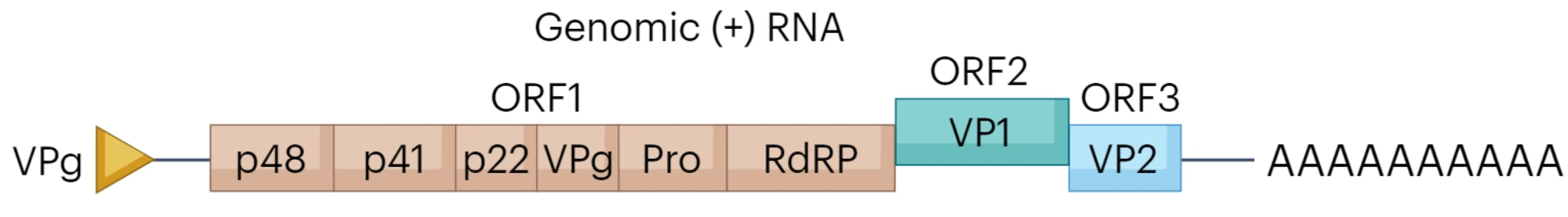 genome_1