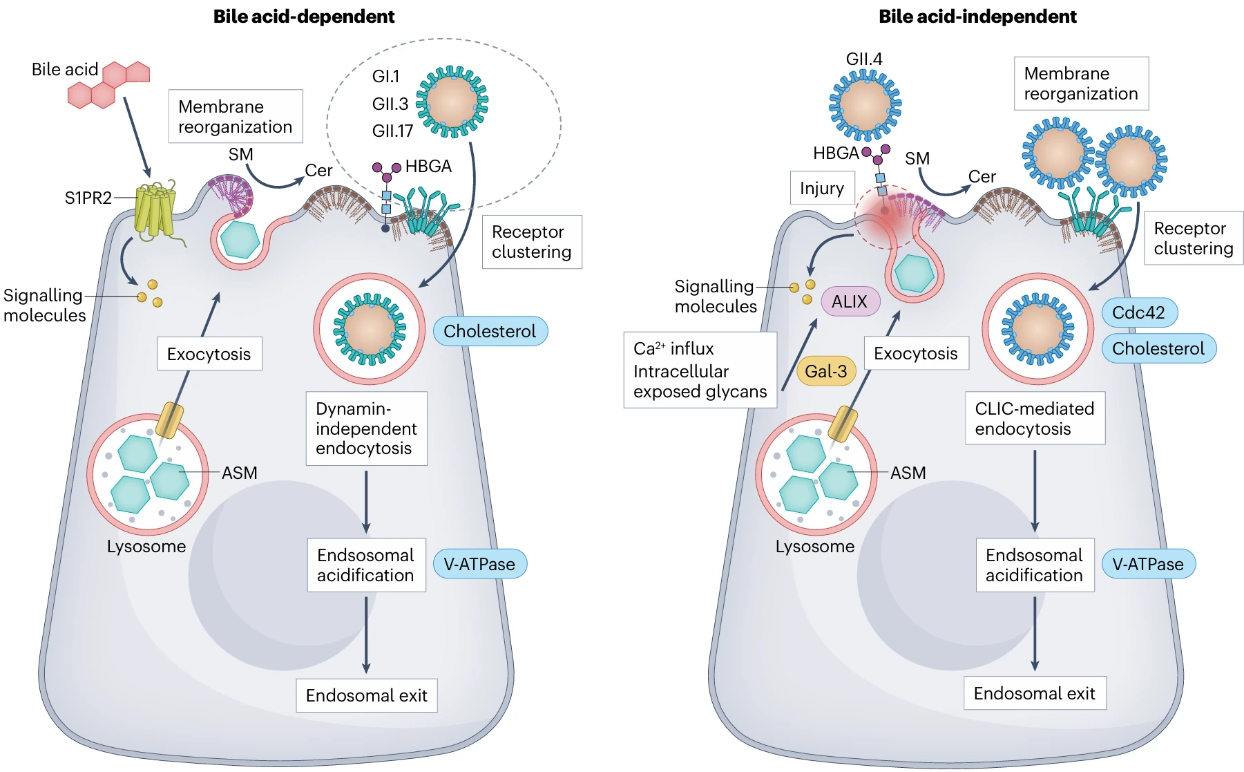 how_bile_help_virus_1