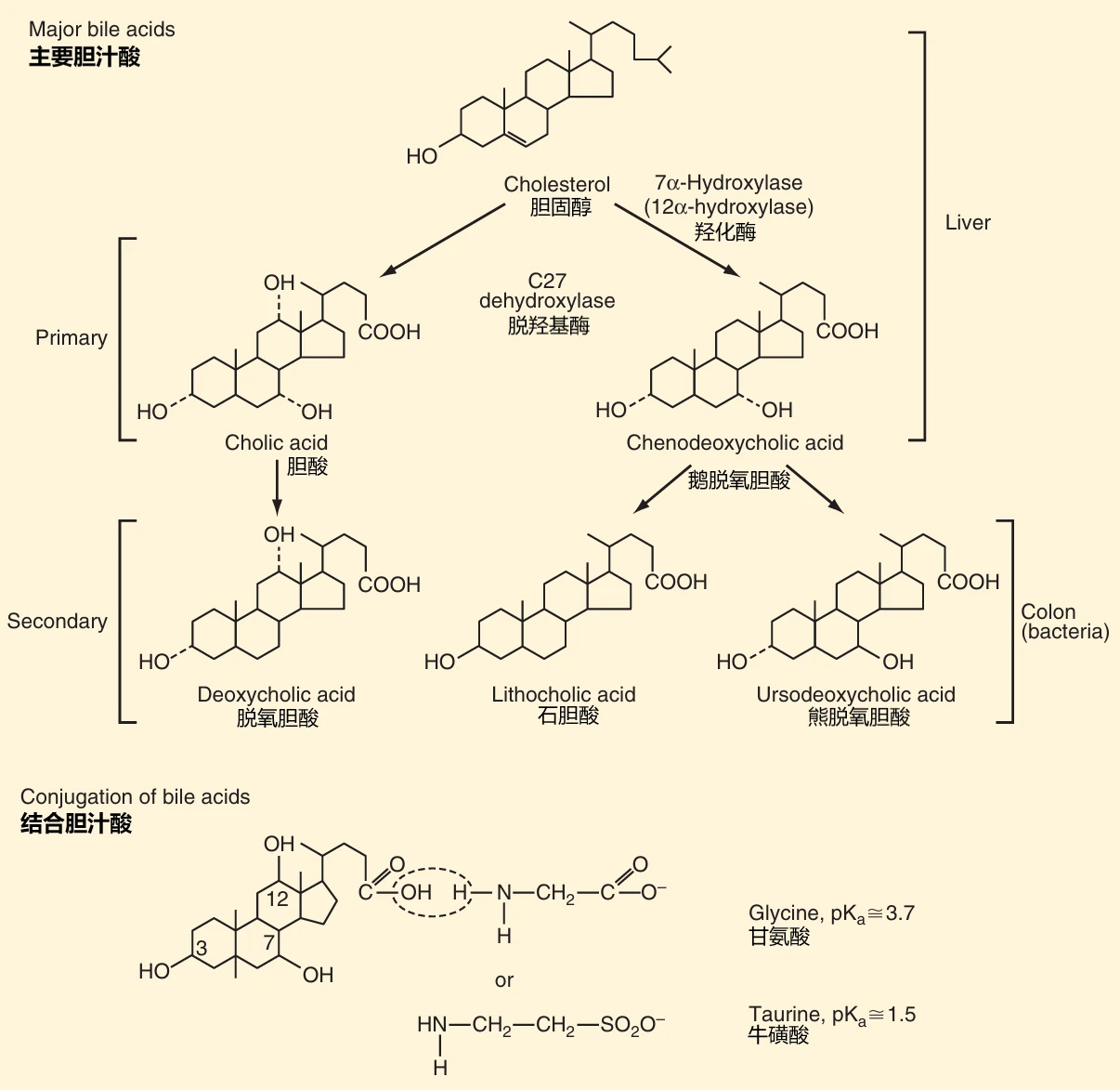 composition_of_bile_17