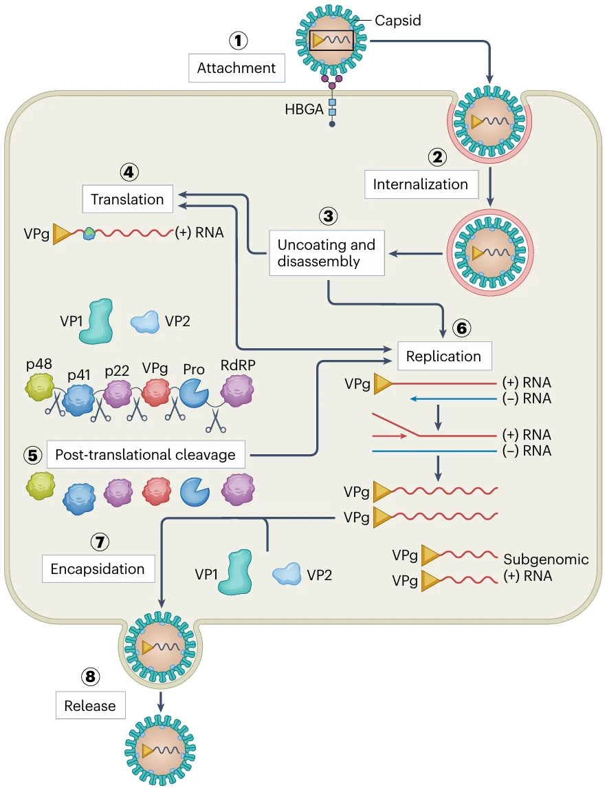 infection_process_1