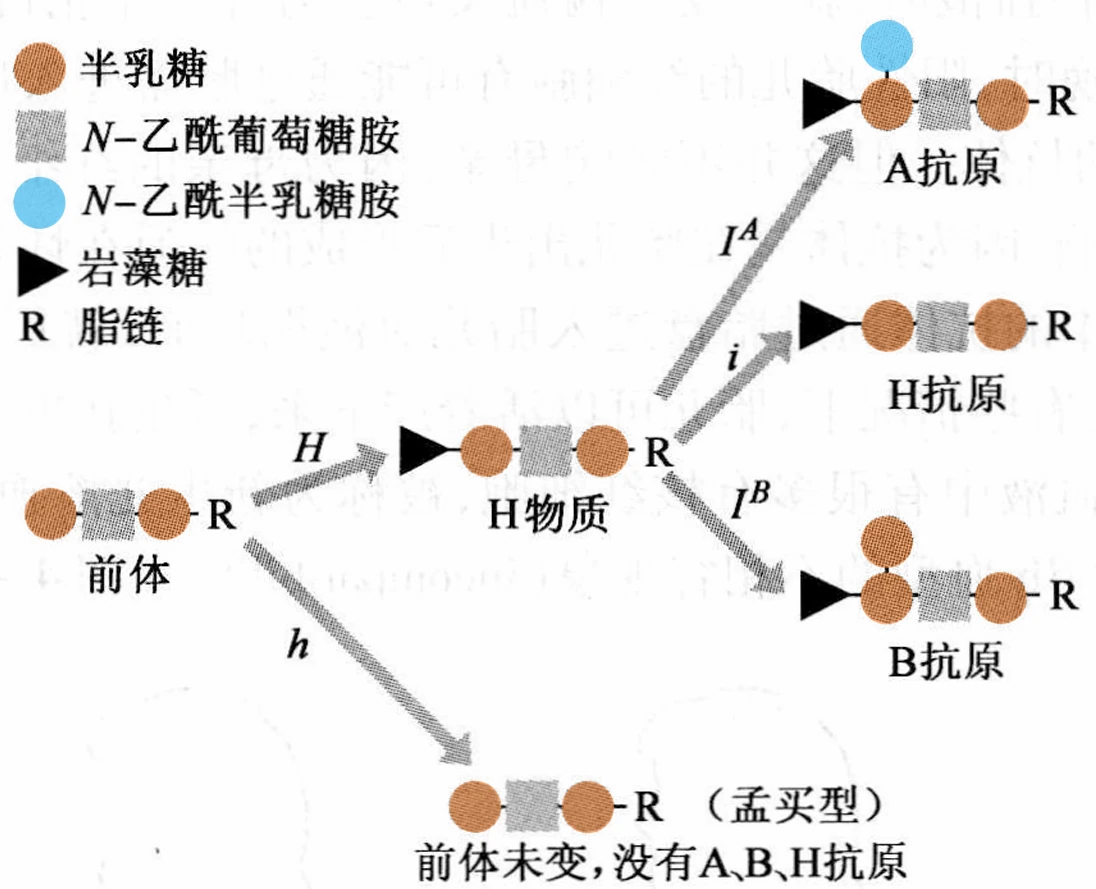 HBGA_formation_19