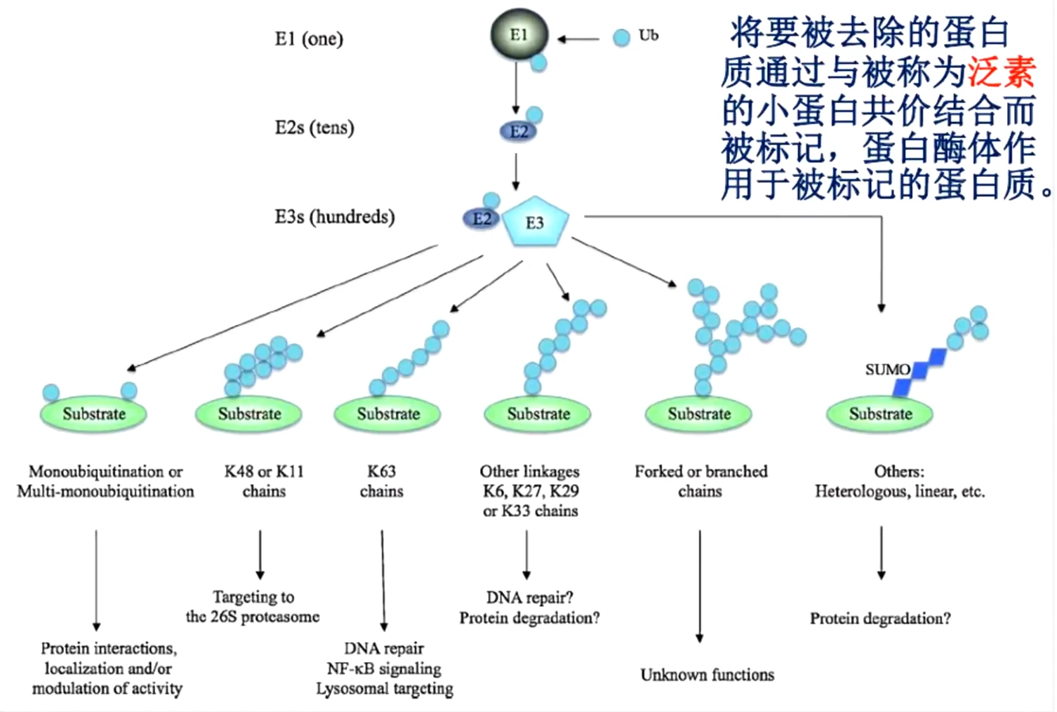 Fig1