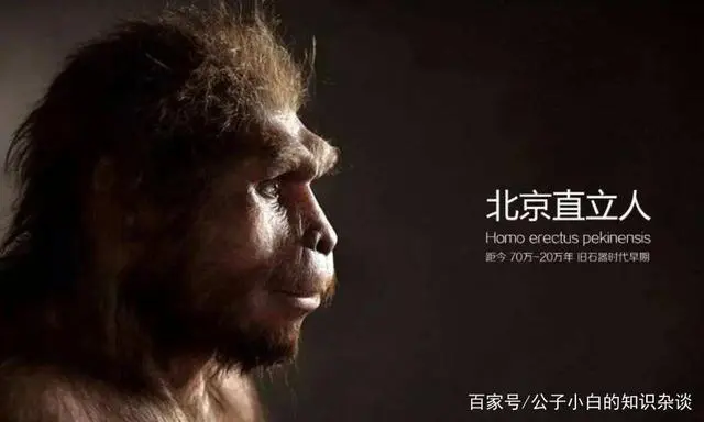 直立人