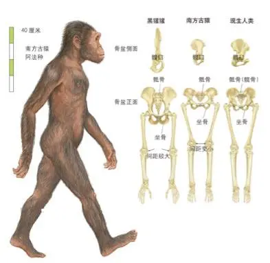 南方古猿