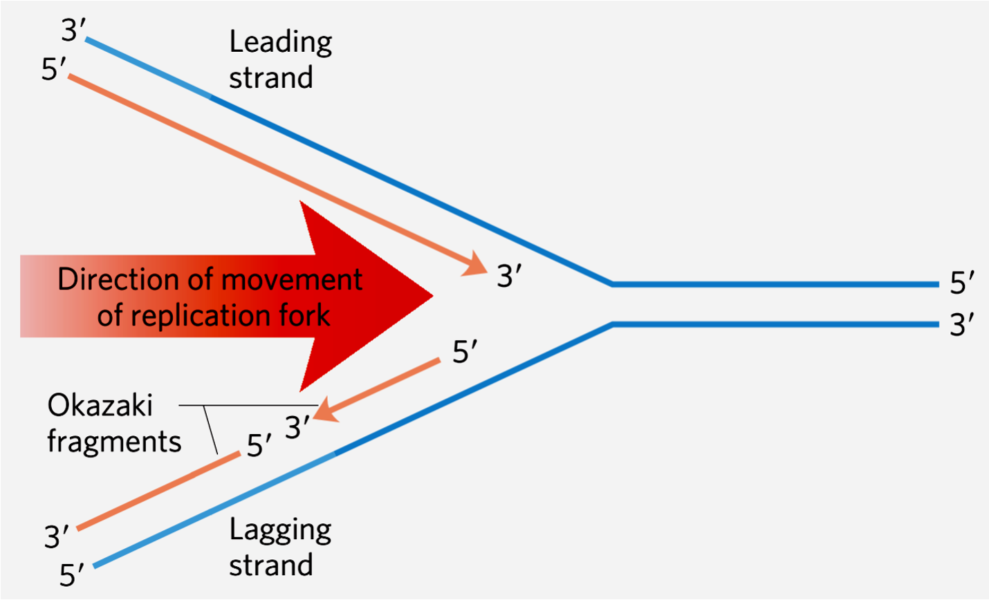 Semi-Conservative Replication