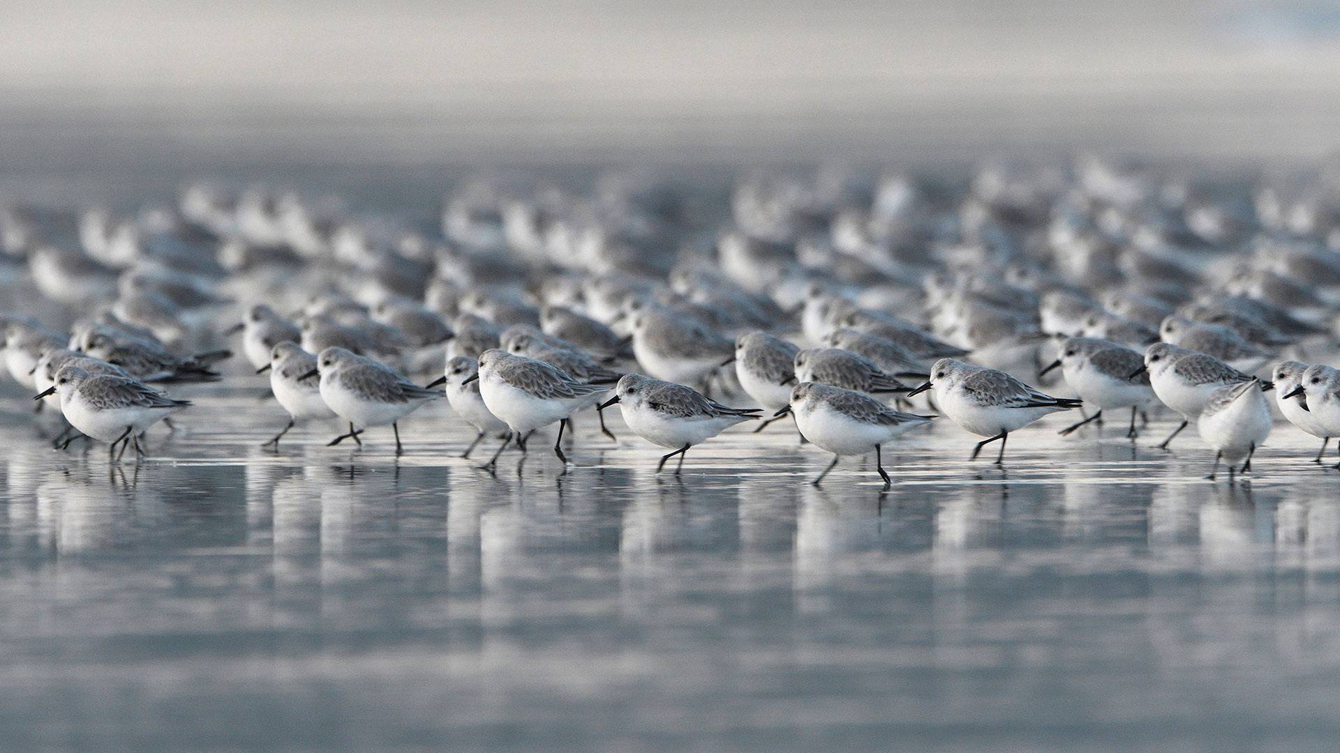 LittleBirds_ZH-CN3637653515_1920x1080