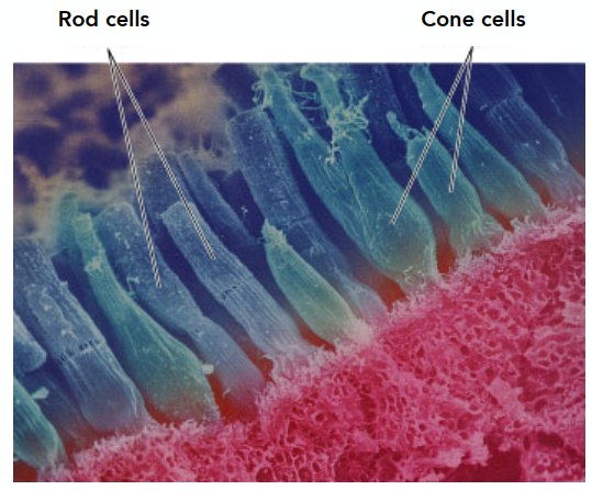 image-20220113115103092