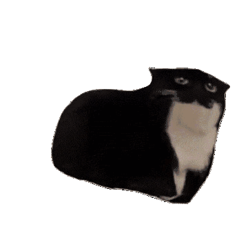 Confused cat looking around