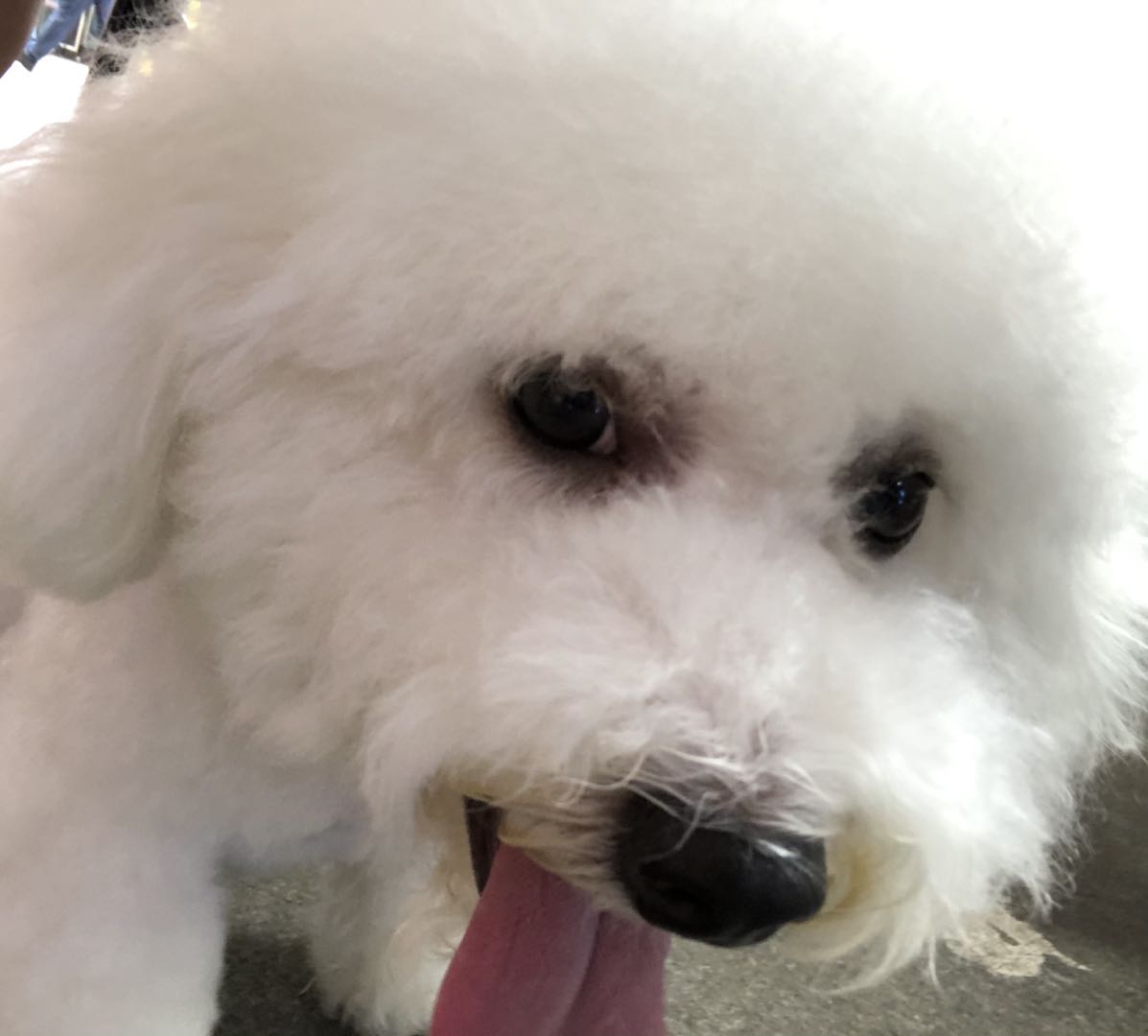 bobo