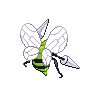 shiny (dorso)